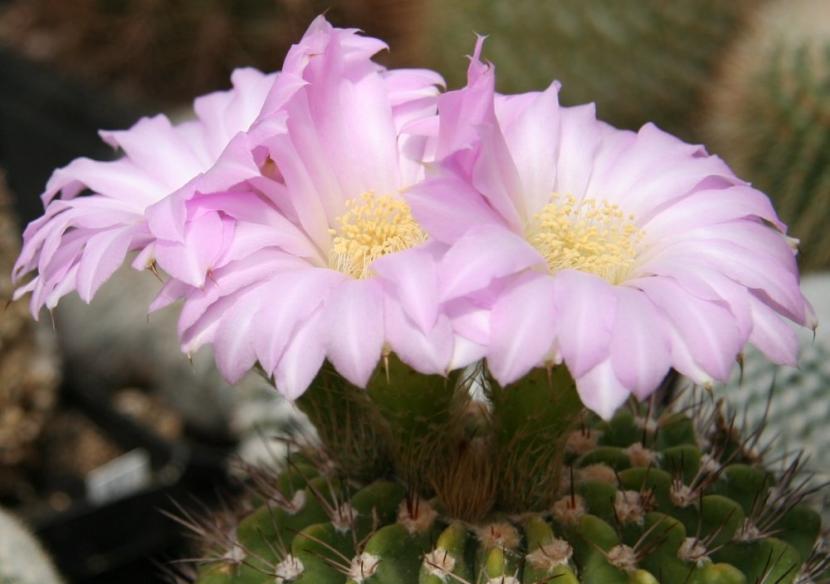 Acanthocalycium violaceum con su flor de color lila