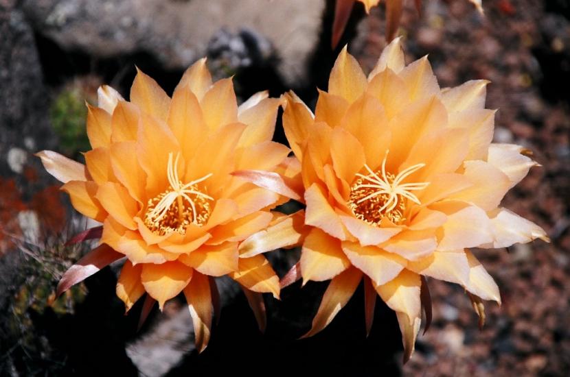 Acanthocalycium: cultivo, especies y floración