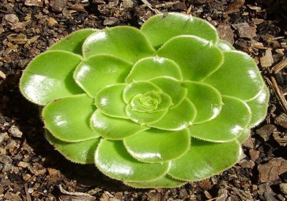 Aeonium: cultivo, riego y multiplicación paso a paso