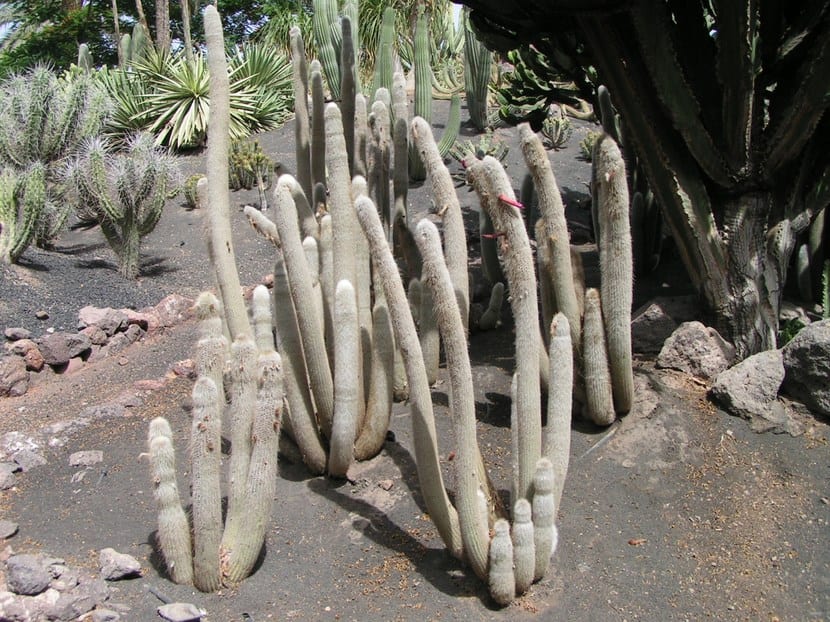 Cactus Cleistocactus strausii cultivado en maceta