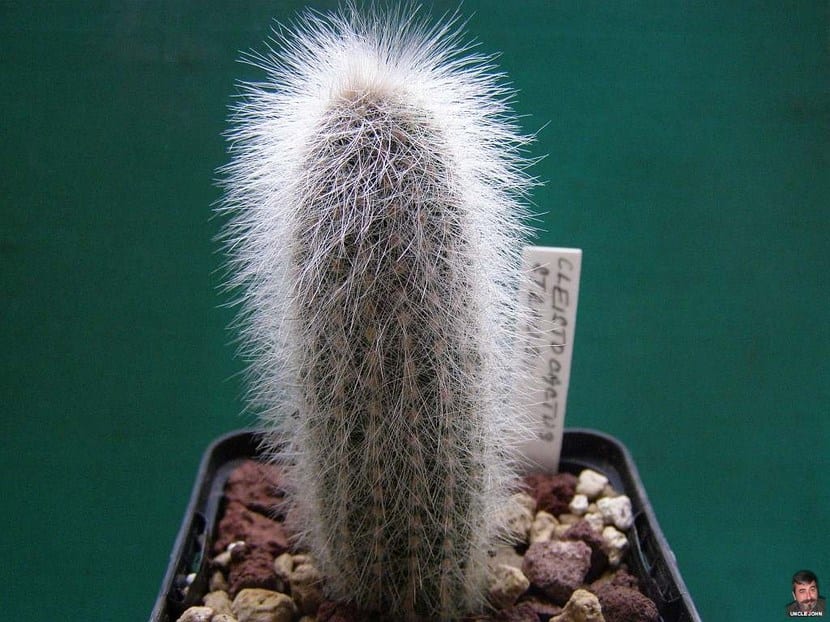 Ejemplar de Cleistocactus strausii con su denso revestimiento de espinas blancas