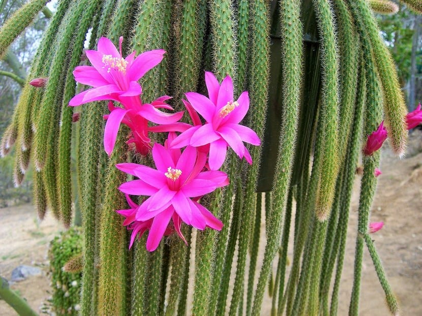 Aporocactus o cactus cola de rata: cuidados y floración
