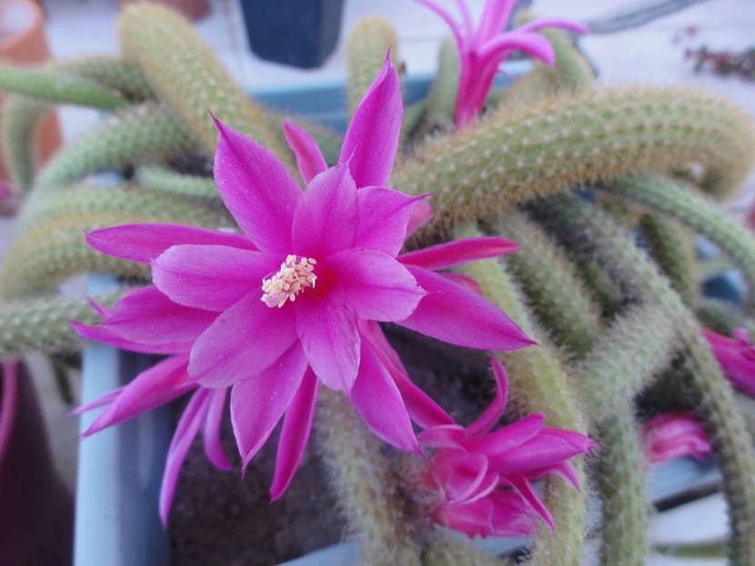 Flores rosa magenta del cactus cola de rata
