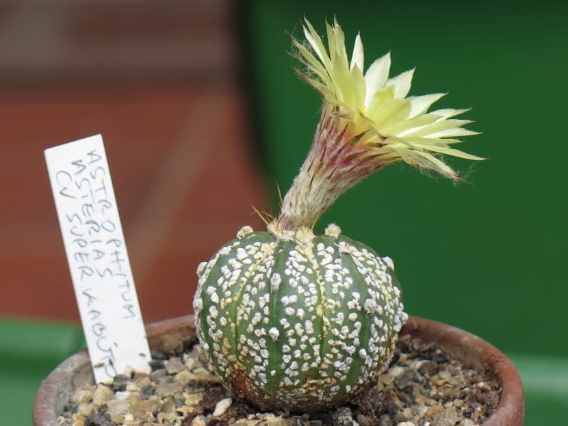 Astrophytum asterias cultivar Super Kabuto con motas blancas grandes