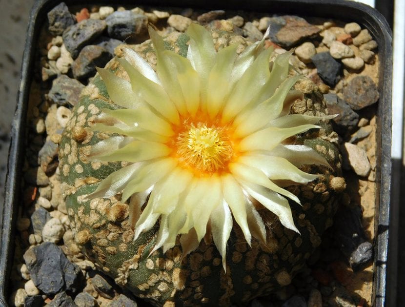 Astrophytum asterias visto desde arriba, con sus ocho costillas y las areolas lanosas