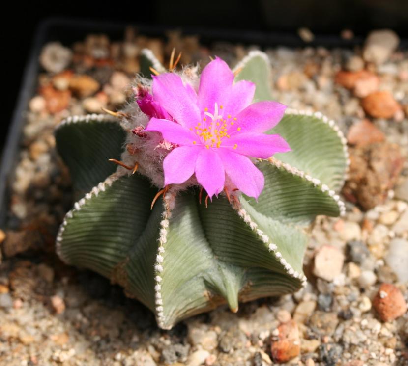 Ejemplar de Aztekium hintonii con sus costillas plegadas