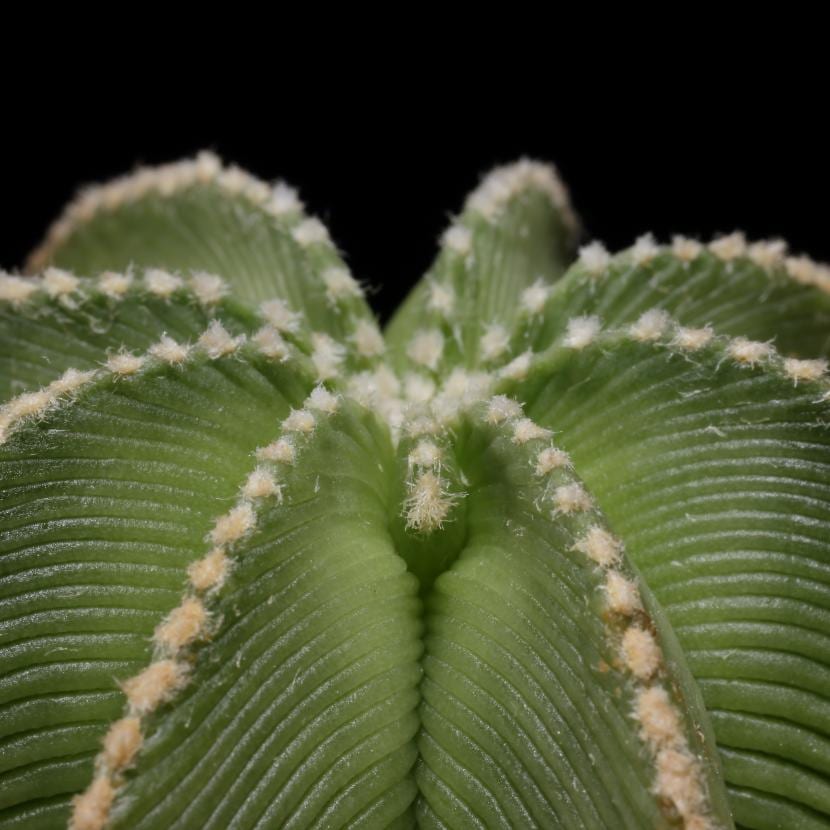 Detalle de las costillas arrugadas de Aztekium hintonii