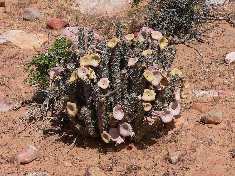 Planta de Hoodia gordonii