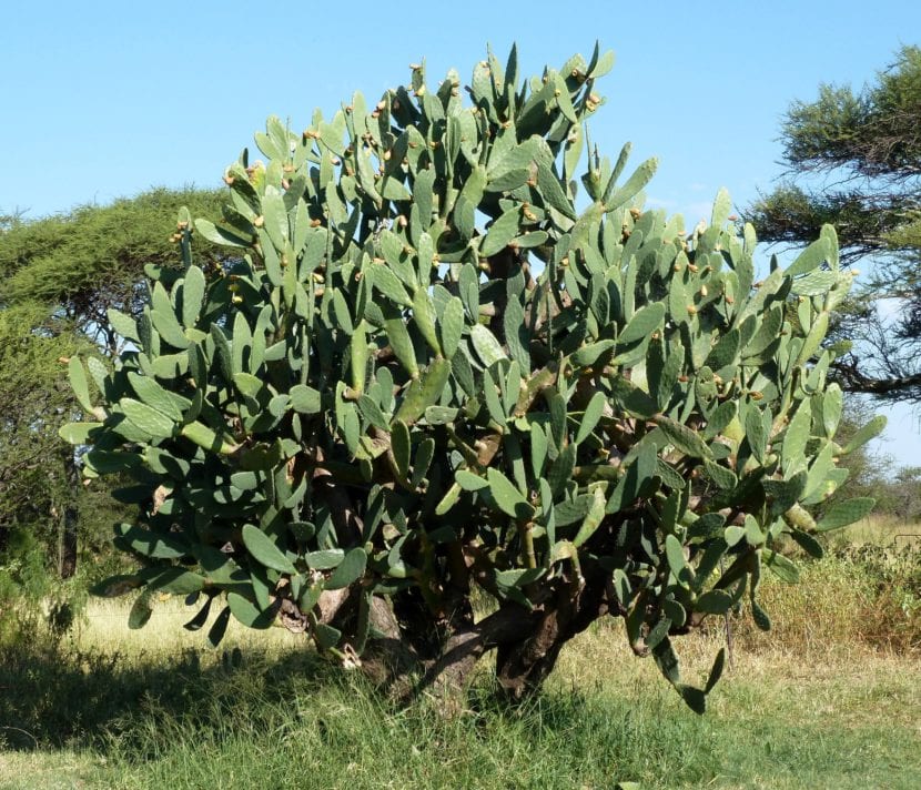 Ejemplar adulto de Opuntia ficus-indica con frutos