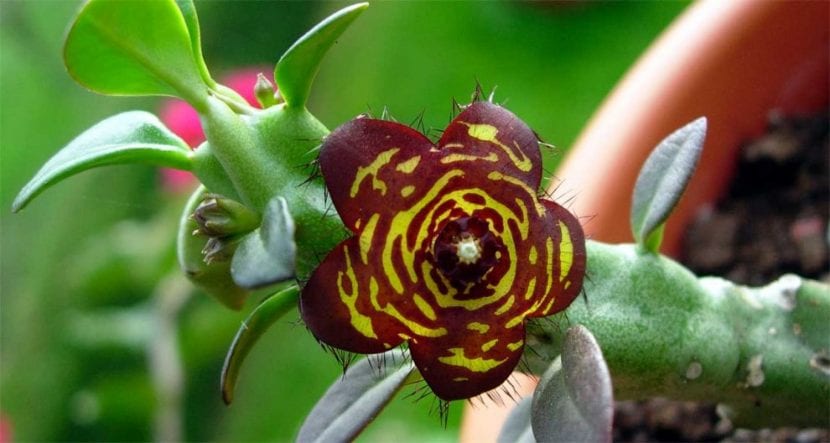 Tallos de Caralluma fimbriata