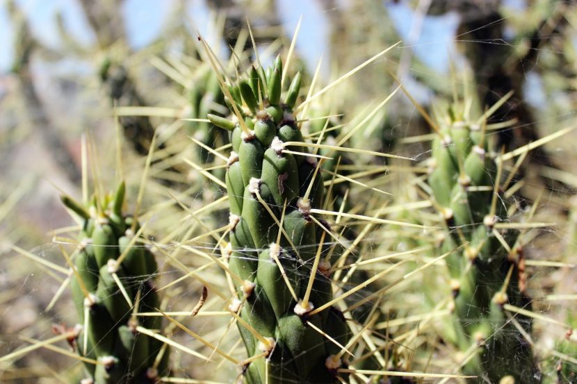 Cactus en maceta de barro con sustrato mineral