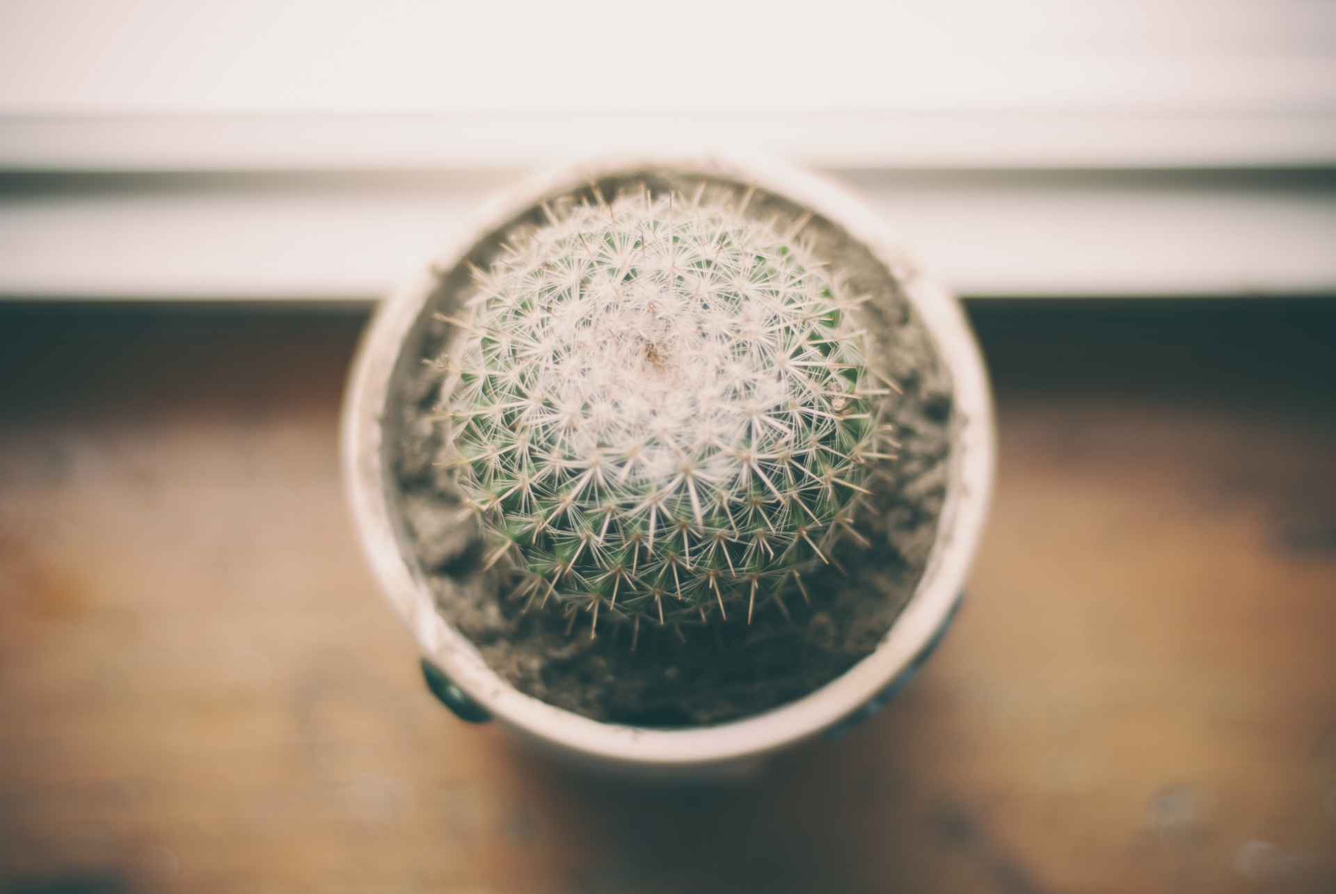 Cactus blando: causas, diagnóstico y cómo salvarlo