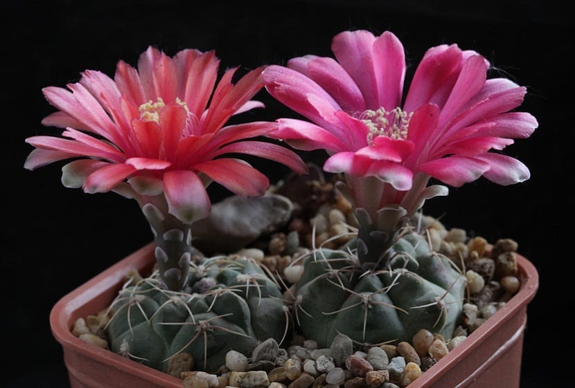 Ejemplar de Gymnocalycium baldianum cultivado en maceta