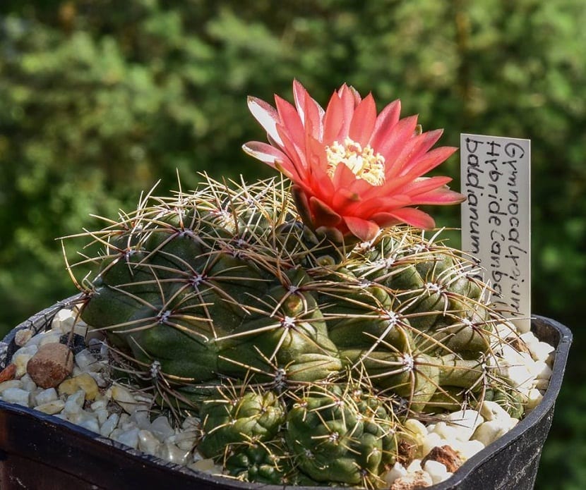 Gymnocalycium baldianum con flor roja y espinas radiales