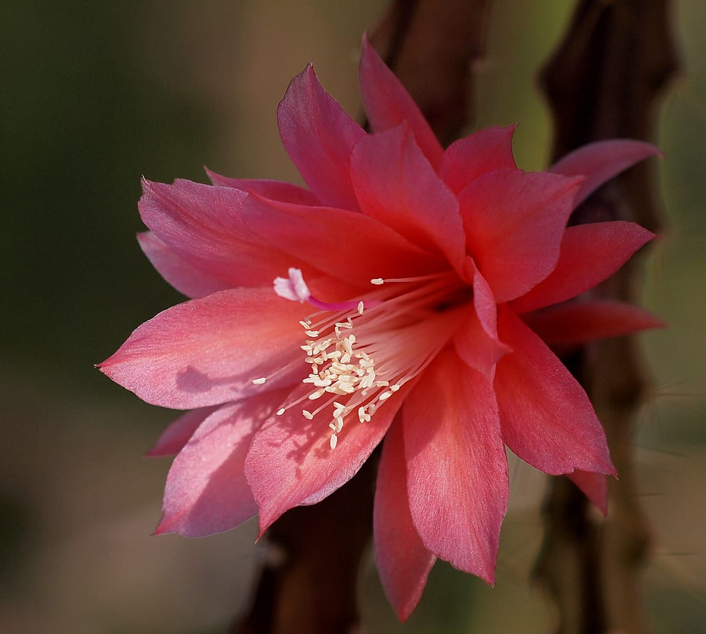 Cactus cola de rata: características y cuidados