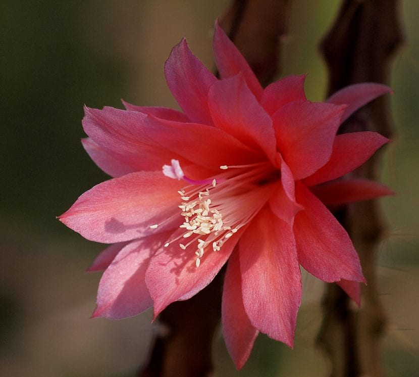 Flor rosa magenta del cactus cola de rata