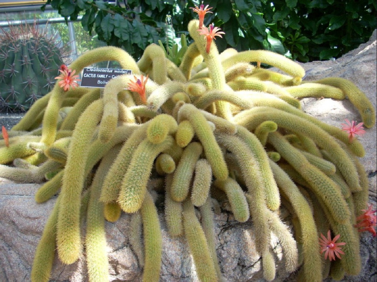 Cactus colgante: especies, riego, luz y floración
