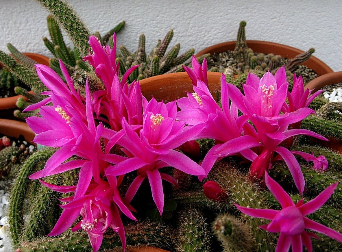 Flores rosas de un cactus colgante
