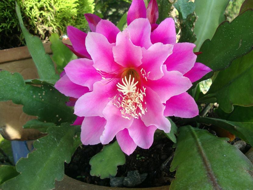 Epiphyllum variedad Madras Ribbon con tallos aplanados colgantes