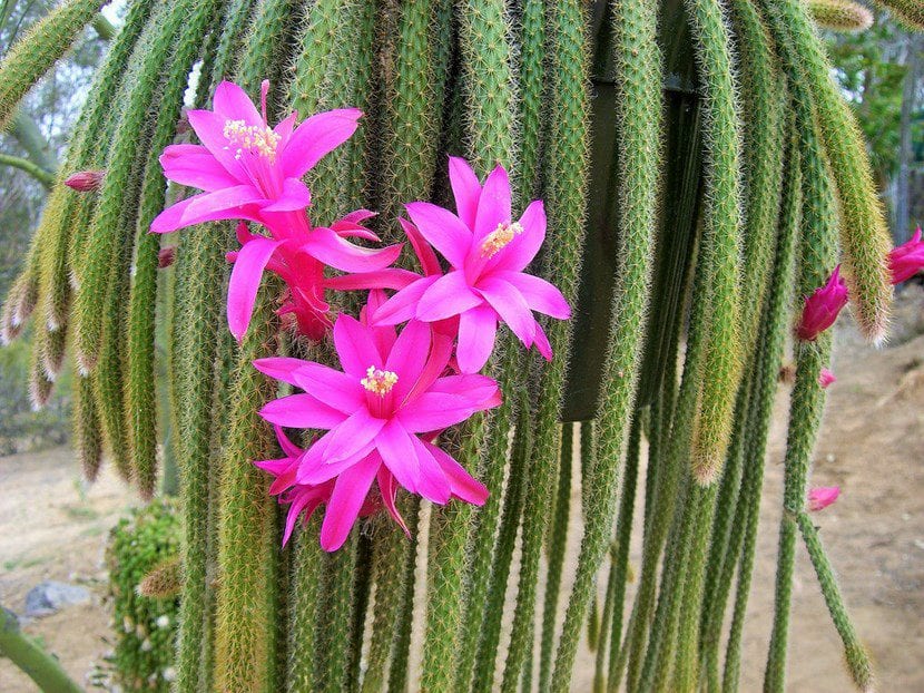 Tallos colgantes de Aporocactus flagelliformis, el cactus cola de rata