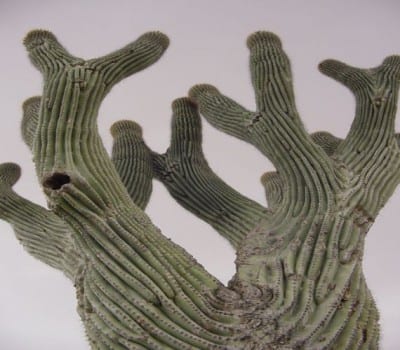 Ejemplar ramificado de Pachycereus pringlei, el cardón gigante