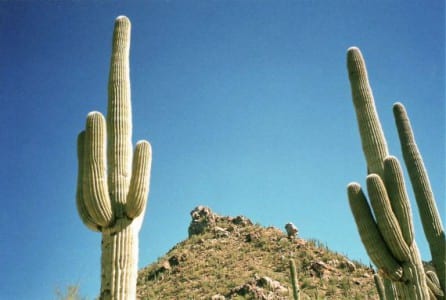 Saguaro con brazos característico del desierto de Sonora