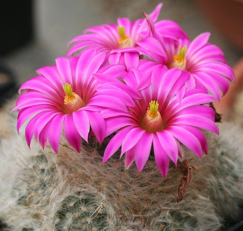 Cactus con flores: géneros que florecen y cómo lograrlo