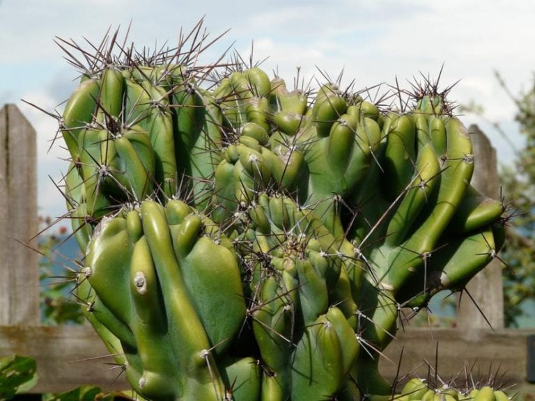 Cereus peruvianus columnar de costillas marcadas