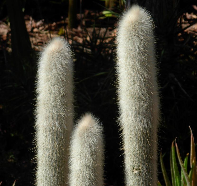 Cactus de crecimiento rápido: cinco especies y su cultivo