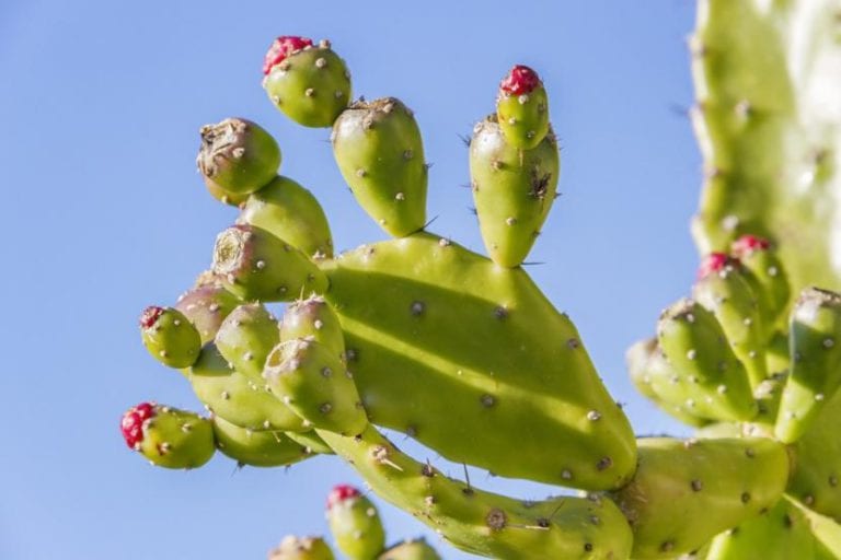 Opuntia con sus palas planas creciendo al sol