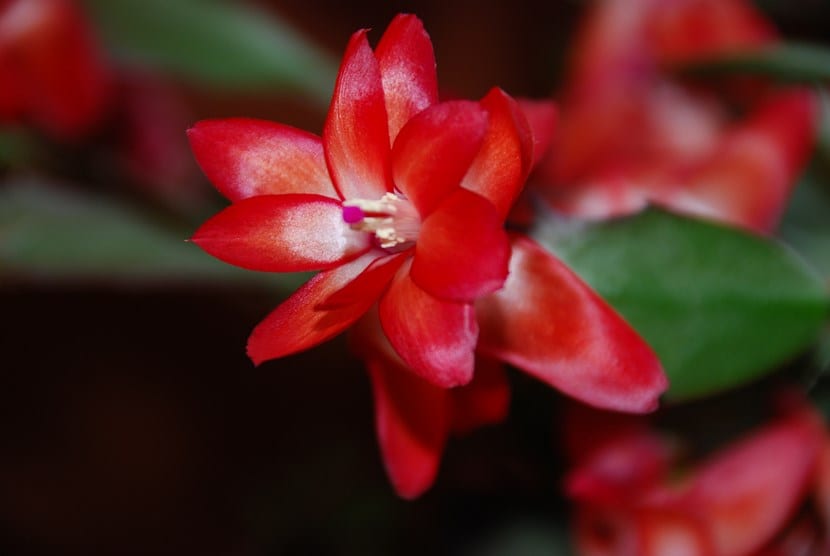 Flor de zigocactus vista de cerca