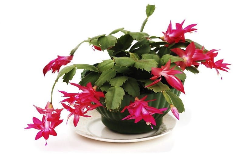 Cactus de Navidad: cuidados y cómo lograr que florezca
