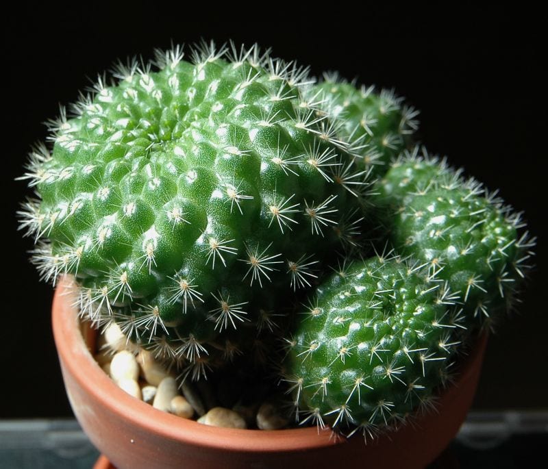 Cactus enanos: especies para maceta y cómo cultivarlos
