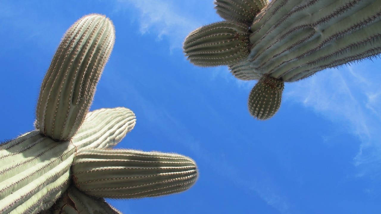 Cactus grandes: especies columnares y sus cuidados