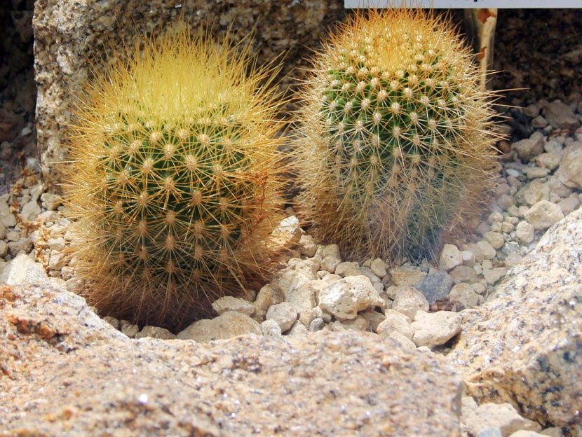 Matucana haynei con espinación blanca densa