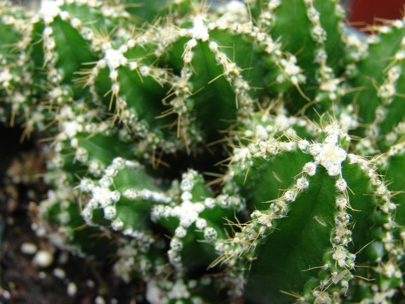 Cereus peruvianus, el cactus columnar que se vende como cactus de ordenador