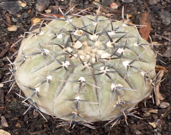 Ejemplar del género Copiapoa, cactus originario del desierto costero de Atacama