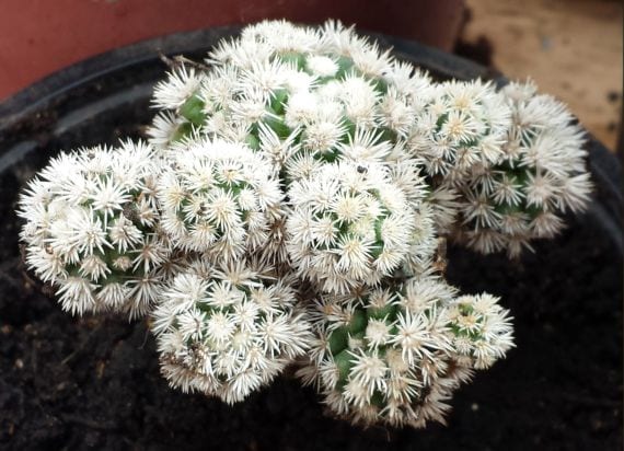 Mammillaria gracilis, cactus pequeño que se multiplica por hijuelos que se desprenden solos