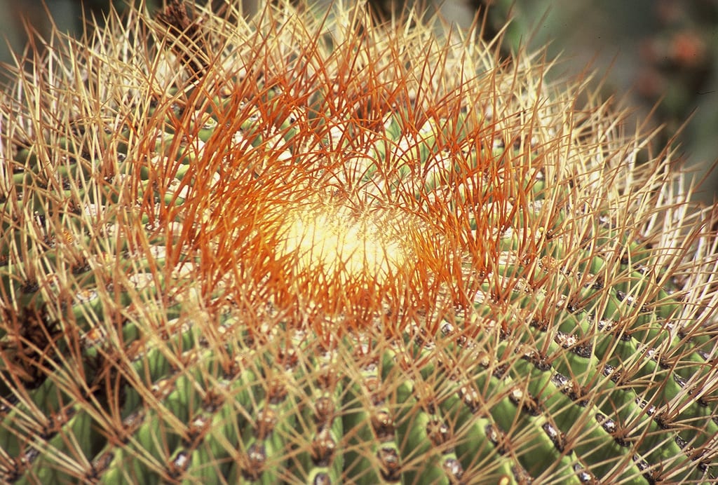 Cactus de barril en maceta, del tipo que suele venderse pintado con espray