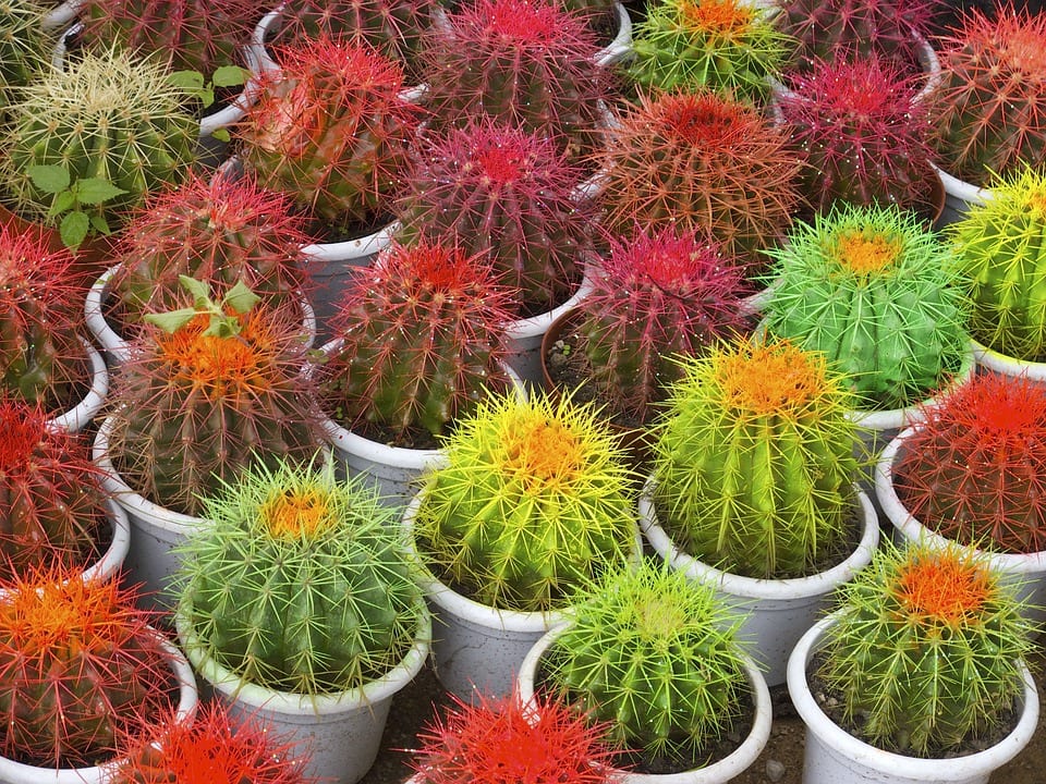 Cactus pintados: qué le hace la pintura a la planta