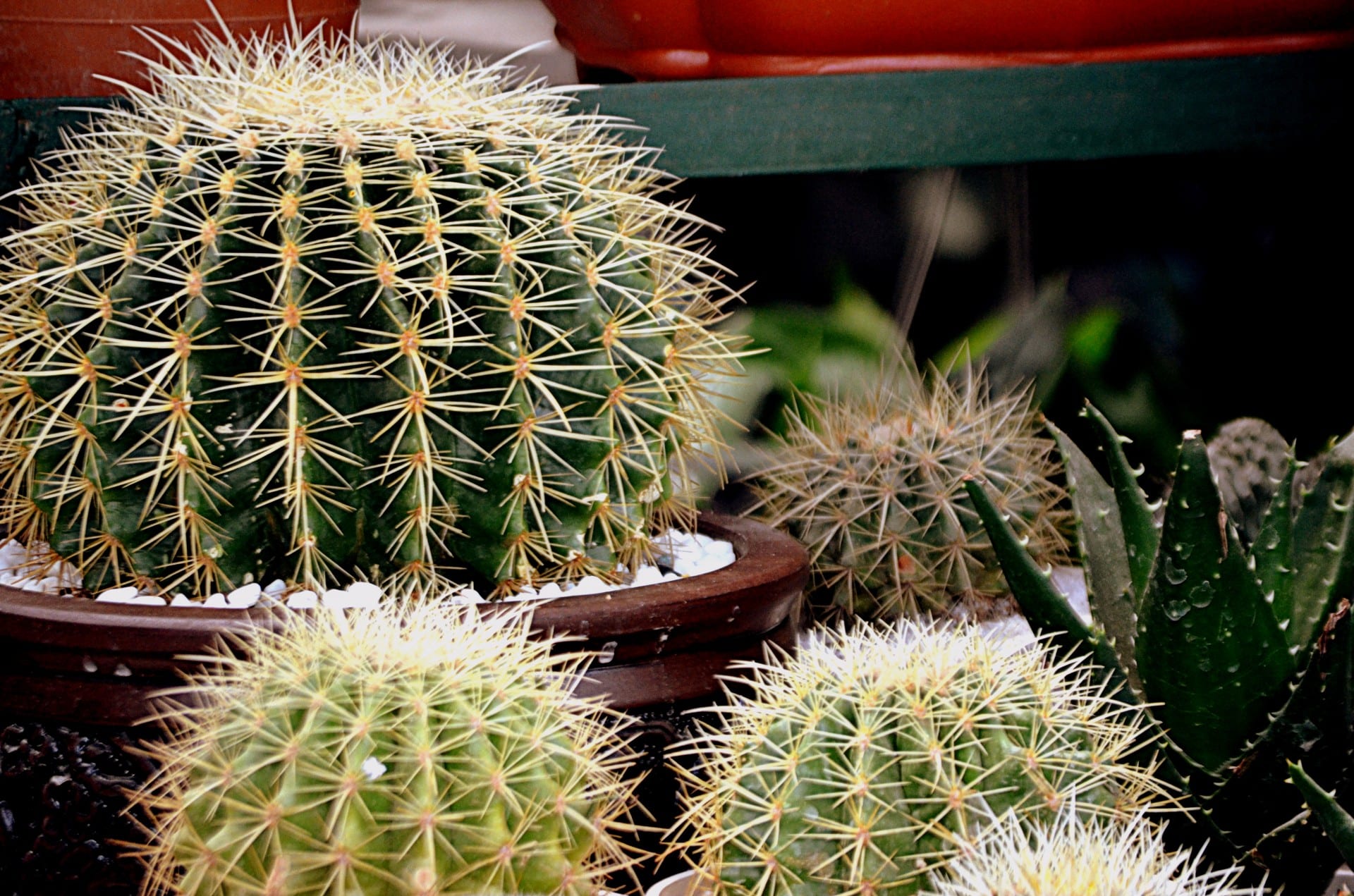 Echinocactus en maceta con su epidermis verde natural y espinas sin pintar