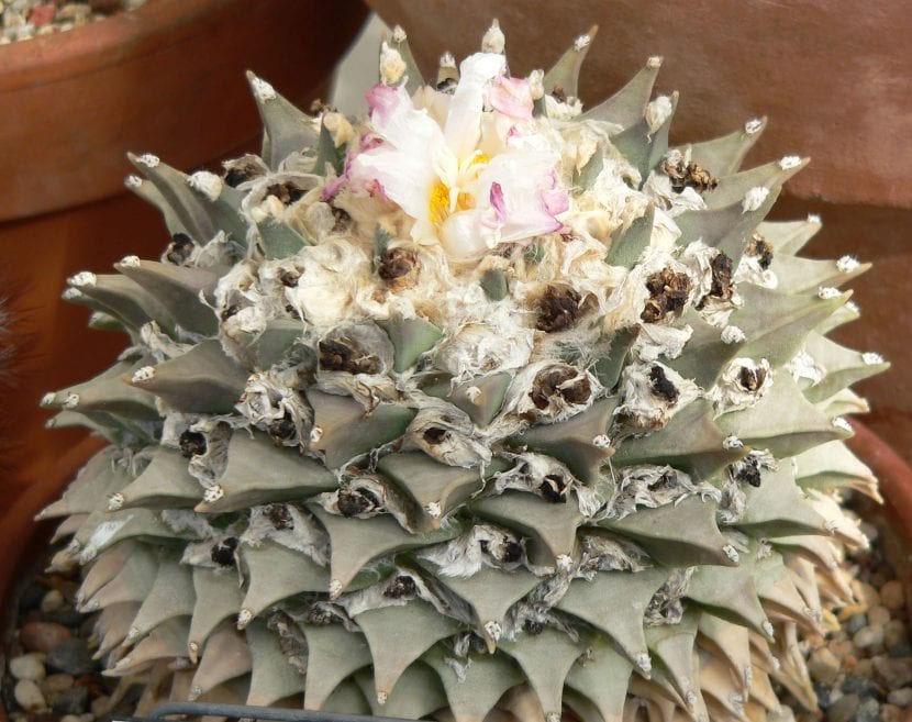 Ariocarpus retusus con sus tubérculos triangulares dispuestos en roseta
