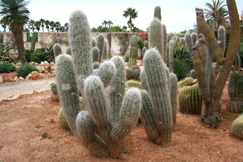 Oreocereus trollii cubierto de lana blanca