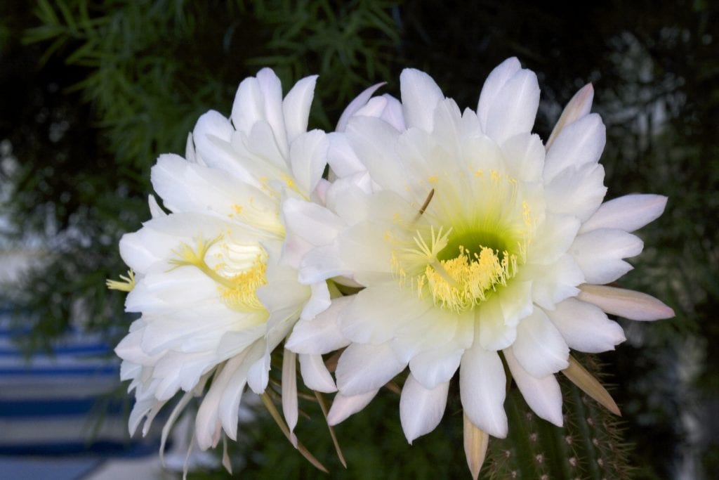 Cactus resistentes al frío: especies y cuidados de invierno
