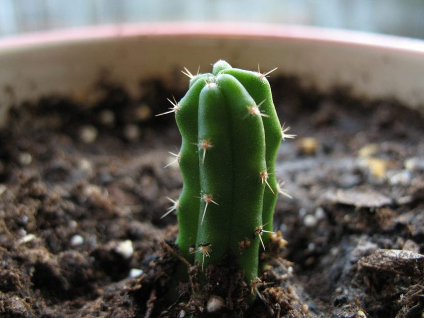 Ejemplar columnar de Echinopsis pachanoi o cactus San Pedro