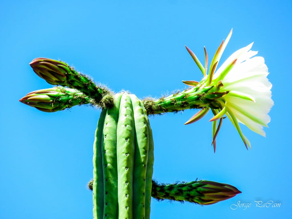 Cactus San Pedro: cultivo, riego, flores y esquejes
