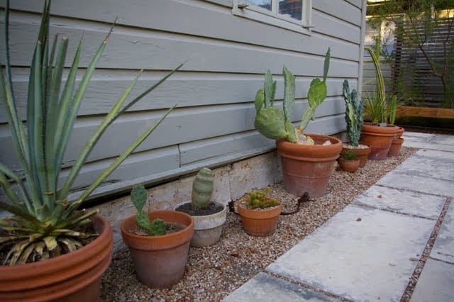 Trasplante de cactus paso a paso: raíces, sustrato y riego