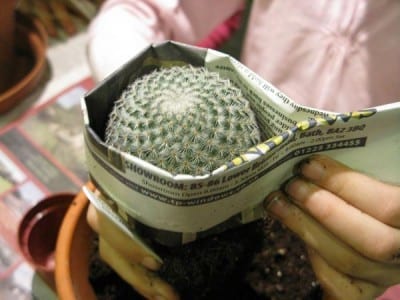 Trasplante de un cactus a una maceta nueva con sustrato mineral