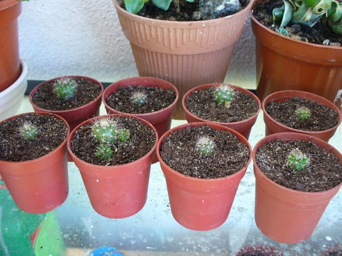 Cactus globoso con el cepellón al descubierto durante el cambio de maceta