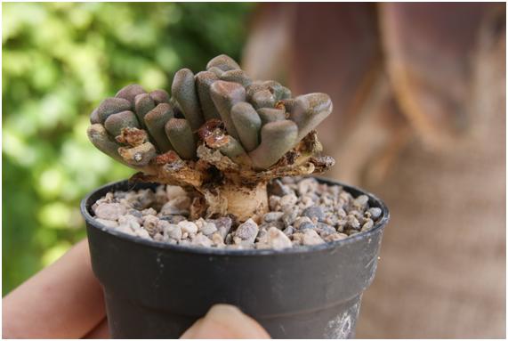Trasplante de cactus: cuándo, cómo y en qué sustrato